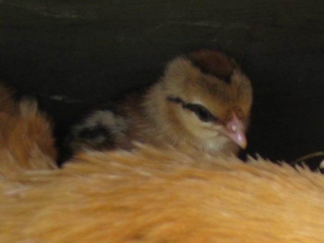 Yokohama 1 - chicken Breeds | ქათმის ჯიშები | qatmis jishebi