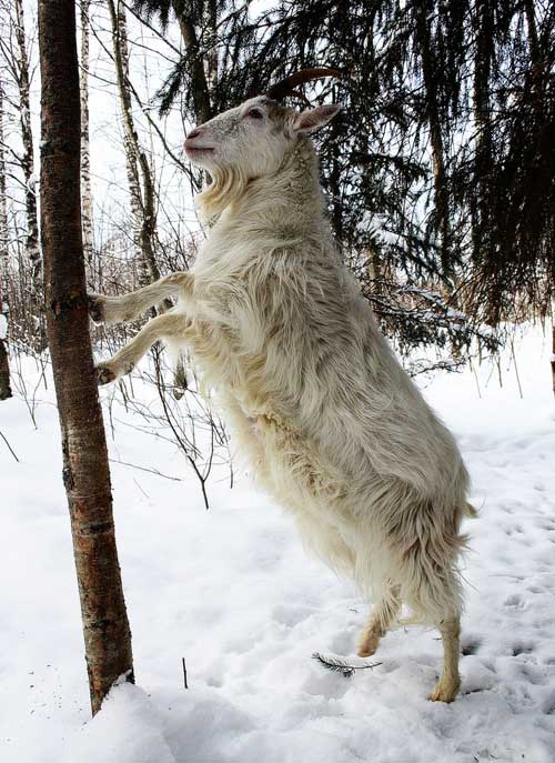 Finnish Landrace Goat - goats Breeds | txis jishebi | თხის ჯიშები