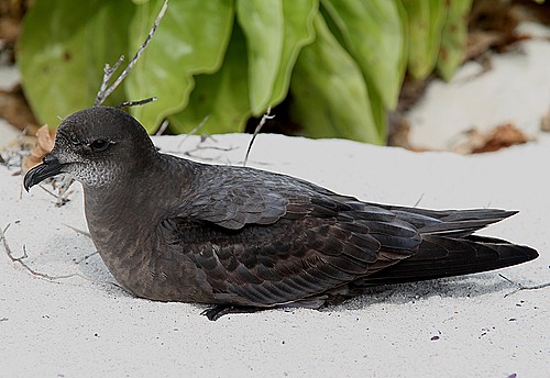 Murphy's Petrel - Bird Species | Frinvelis jishebi | ფრინველის ჯიშები