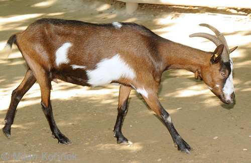 Tauernsheck Goat - goats Breeds | txis jishebi | თხის ჯიშები
