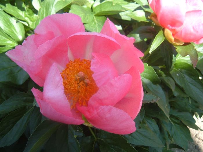 Coralie -                                                                                                                 Peonies species| PIONI | პიონი