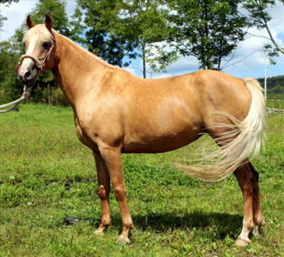 Albanian Horse - horse Breeds | ცხენის ჯიშები| cxenis jishebi