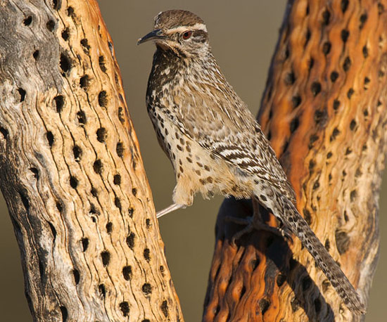 Cactus Wren - Bird Species | Frinvelis jishebi | ფრინველის ჯიშები