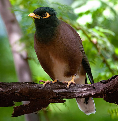 Common Myna - Bird Species | Frinvelis jishebi | ფრინველის ჯიშები