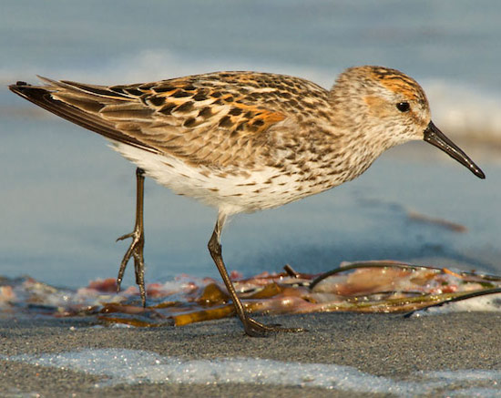 Western Sandpiper - Bird Species | Frinvelis jishebi | ფრინველის ჯიშები