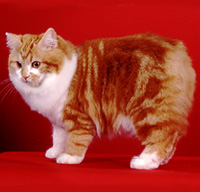 Cymric 1  - cat Breeds | კატის ჯიშები | katis jishebi