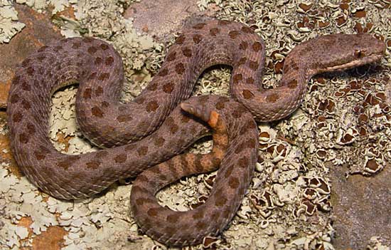  TWIN-SPOTTED RATTLESNAKE <br /> Crotalus pricei - snake species | gveli | გველი