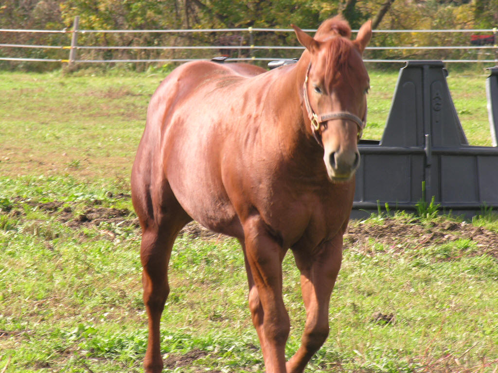American Quarter Horse 3 - horse Breeds | ცხენის ჯიშები| cxenis jishebi