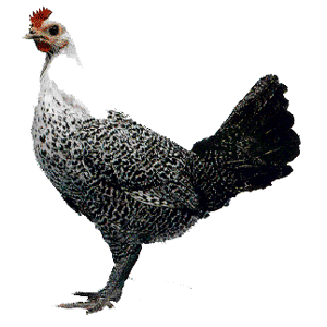 Fayoumi  - chicken Breeds | ქათმის ჯიშები | qatmis jishebi