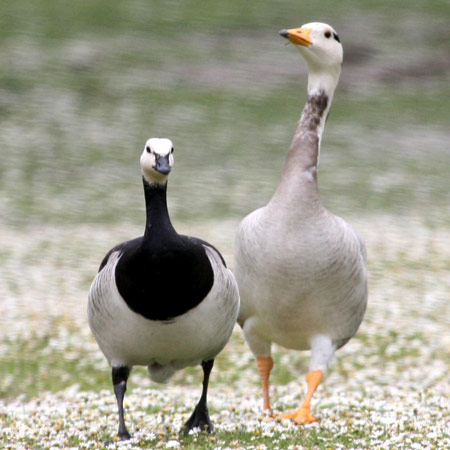 Bar-headed Goose - Bird Species | Frinvelis jishebi | ფრინველის ჯიშები