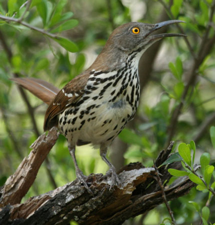 Long-billed Thrasher - Bird Species | Frinvelis jishebi | ფრინველის ჯიშები
