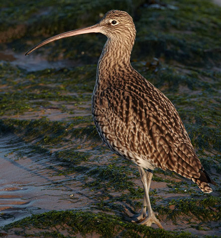Eurasian Curlew - Bird Species | Frinvelis jishebi | ფრინველის ჯიშები