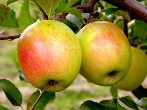 GoldRush - Apple Varieties