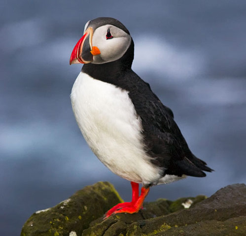 Atlantic Puffin - Bird Species | Frinvelis jishebi | ფრინველის ჯიშები