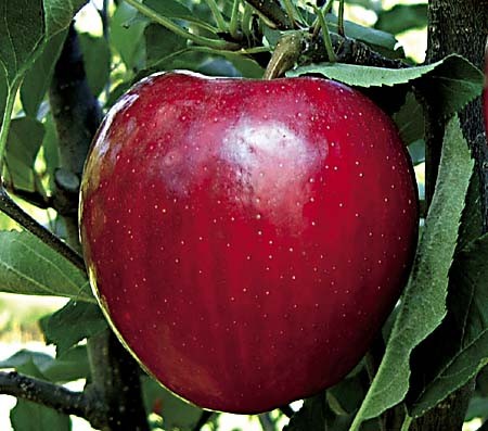 Ultima Gala - Apple Varieties
