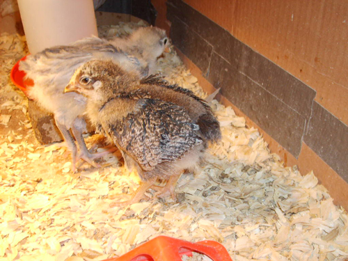 Plymouth Rock 1 - chicken Breeds | ქათმის ჯიშები | qatmis jishebi