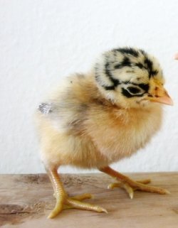 Sicilian Buttercup 1 - chicken Breeds | ქათმის ჯიშები | qatmis jishebi