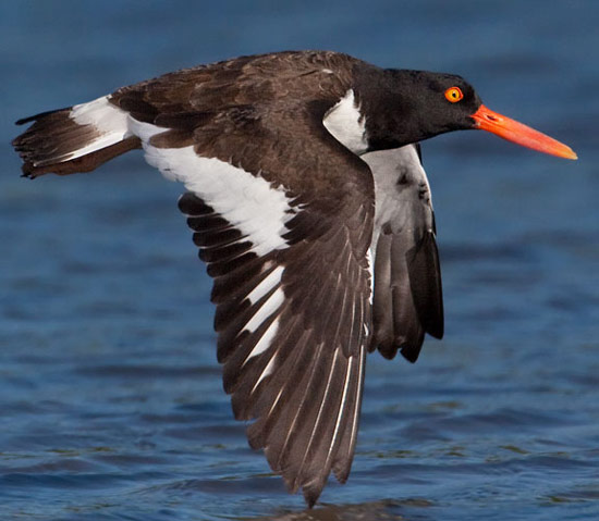 American Oystercatcher - Bird Species | Frinvelis jishebi | ფრინველის ჯიშები