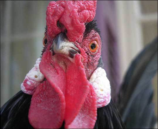 Rosecomb 3 - chicken Breeds | ქათმის ჯიშები | qatmis jishebi