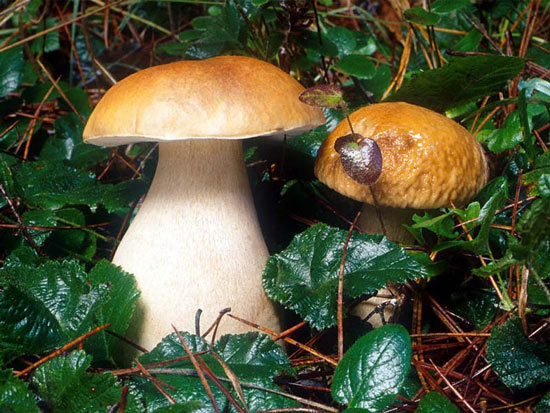 Boletus edulis - Fungi species | sokos jishebi | სოკოს ჯიშები