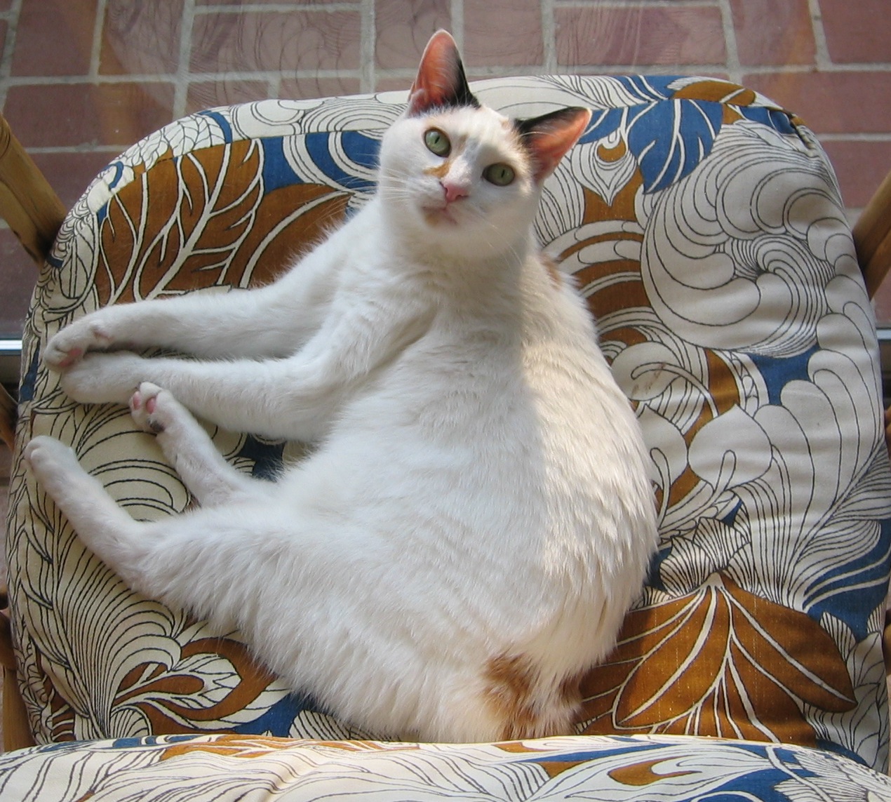 Japanese Bobtail 3 - cat Breeds | კატის ჯიშები | katis jishebi