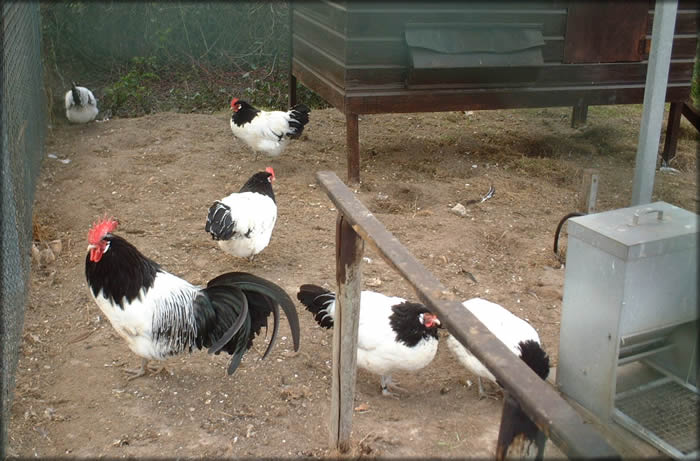 Lakenvelder 2 - chicken Breeds | ქათმის ჯიშები | qatmis jishebi