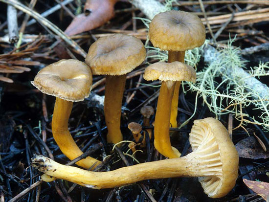 Cantharellus tubaeformis: Craterellus tubaeformis - Fungi species | sokos jishebi | სოკოს ჯიშები