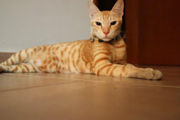 Arabian mau - cat Breeds | კატის ჯიშები | katis jishebi