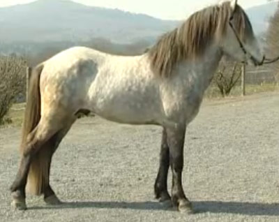 Aegidienberger Horse - horse Breeds | ცხენის ჯიშები| cxenis jishebi