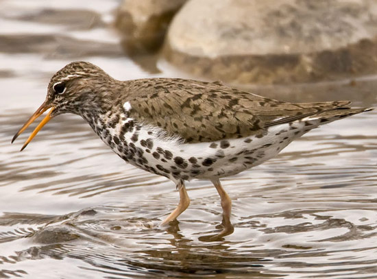 Spotted Sandpiper - Bird Species | Frinvelis jishebi | ფრინველის ჯიშები