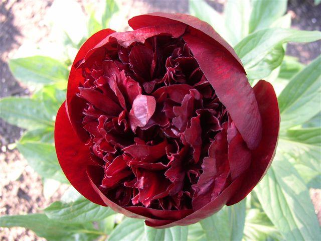 Bob's Red  -                                                                                                                 Peonies species| PIONI | პიონი