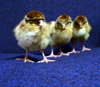 Chantecler 1 - chicken Breeds | ქათმის ჯიშები | qatmis jishebi