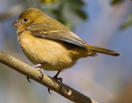 White-collared Seedeater - Bird Species | Frinvelis jishebi | ფრინველის ჯიშები