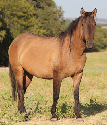 American Bashkir - horse Breeds | ცხენის ჯიშები| cxenis jishebi