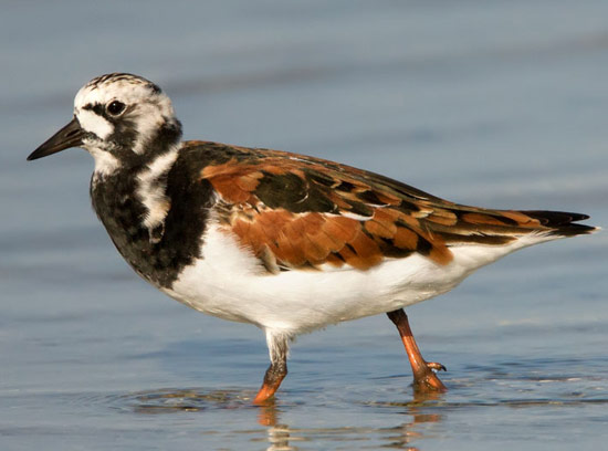 Ruddy Turnstone - Bird Species | Frinvelis jishebi | ფრინველის ჯიშები