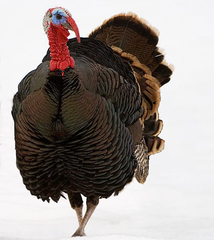Wild Turkey - Bird Species | Frinvelis jishebi | ფრინველის ჯიშები