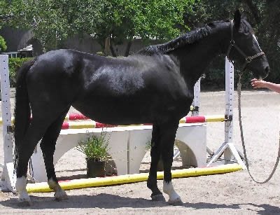 Holstein - horse Breeds | ცხენის ჯიშები| cxenis jishebi