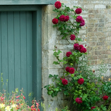 Tess of the d'Urbervilles Climbing  - Rose Varieties | VARDI | ვარდი                                                                                                                