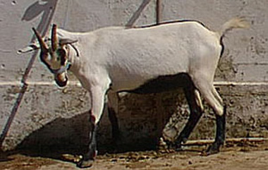 Moxotó Goat - goats Breeds | txis jishebi | თხის ჯიშები