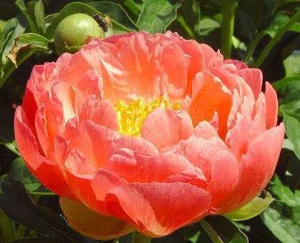 Coral Sunset -                                                                                                                 Peonies species| PIONI | პიონი