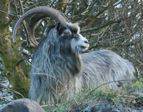 Irish Goat - goats Breeds | txis jishebi | თხის ჯიშები