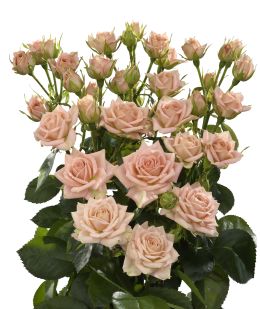 Natasha - Rose Varieties | VARDI | ვარდი                                                                                                                