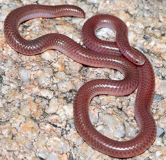 NEW MEXICO THREADSNAKE <br /> Leptotyphlops dissectus - snake species | gveli | გველი