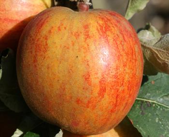 Ribston Pippin - Apple Varieties