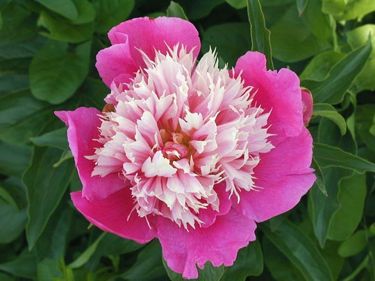 Fantastic  -                                                                                                                 Peonies species| PIONI | პიონი