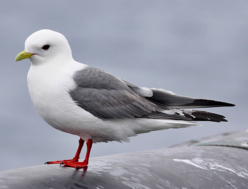 Red-legged Kittiwake - Bird Species | Frinvelis jishebi | ფრინველის ჯიშები