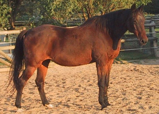 Anglo-Kabarda Horse - horse Breeds | ცხენის ჯიშები| cxenis jishebi