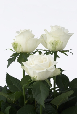 Virtue - Rose Varieties | VARDI | ვარდი                                                                                                                