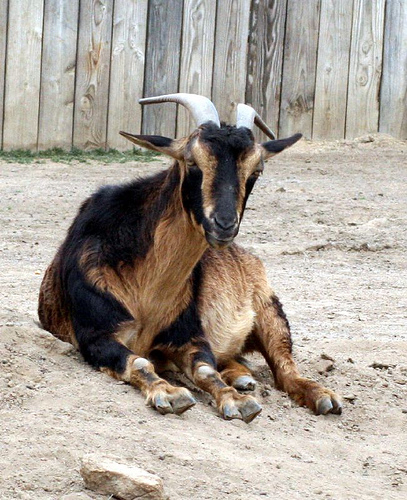 San Clemente Goat - goats Breeds | txis jishebi | თხის ჯიშები