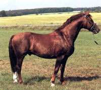 Frederiksborg 3 - horse Breeds | ცხენის ჯიშები| cxenis jishebi